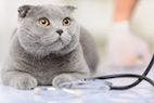Veterinary Advice from Around the Web: Giving Subcutaneous (SC) Fluids to Cats