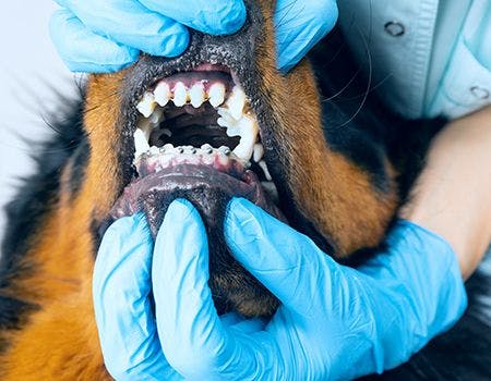 examining dog's teeth