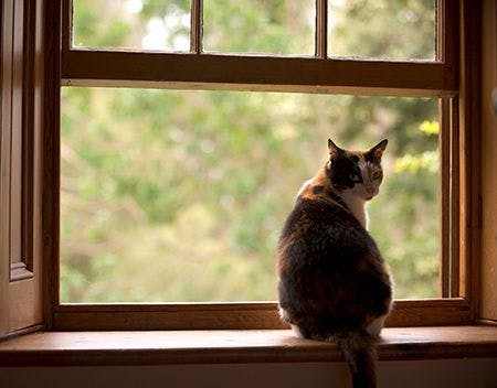veterinary_cat_open_window_Claudia_Paulussen_AdobeStock_12872510_450.jpg