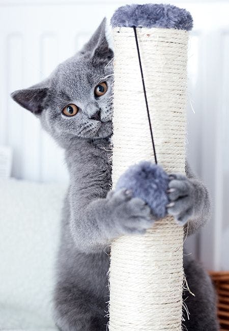 cat with claws on scratching post