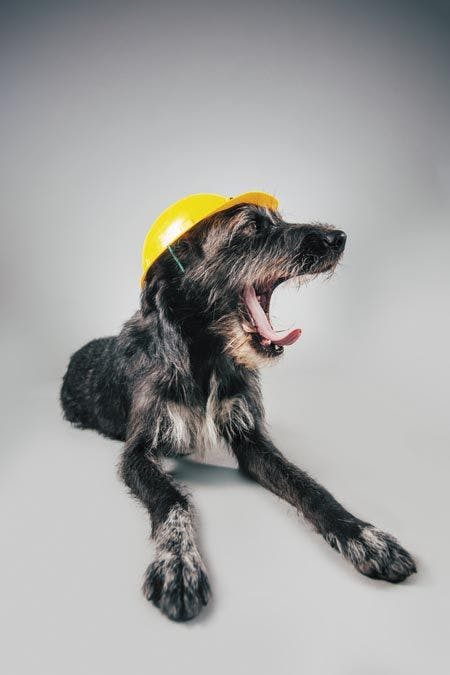 veterinary-dog-with-engineer-helmet-450px-shutterstock-759319849.jpg