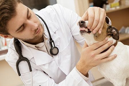 Oral exams on awake veterinary patients: Waste of time or helpful tool?