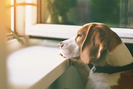 veterinary-dog-looking-out-window_main-1.jpg