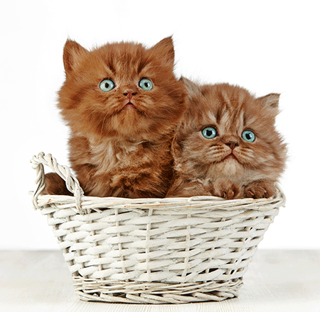 veterinary-two-kittens-basket-208717840-450.gif