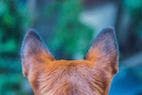 ACVP 2017: Key Features of the Middle Ear in Veterinary Species 
