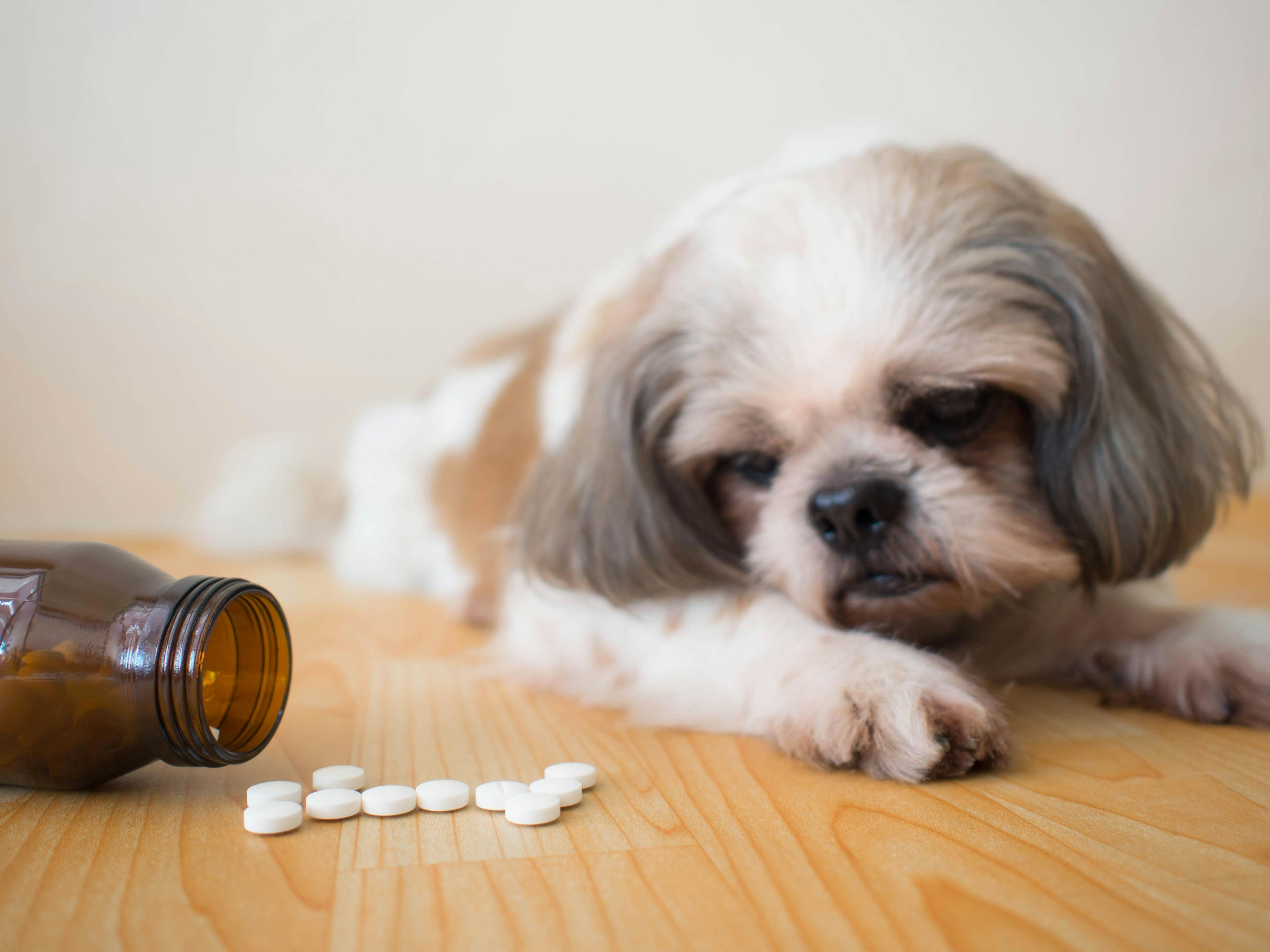 sick dog and pills