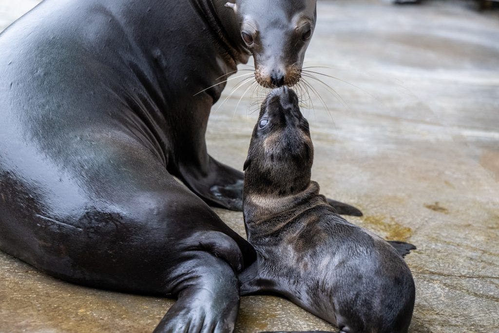 Adorable glimpse of mom Kelilah bonding with her sea lion baby, Kai. (Photo courtesy of Pittsburgh Zoo)