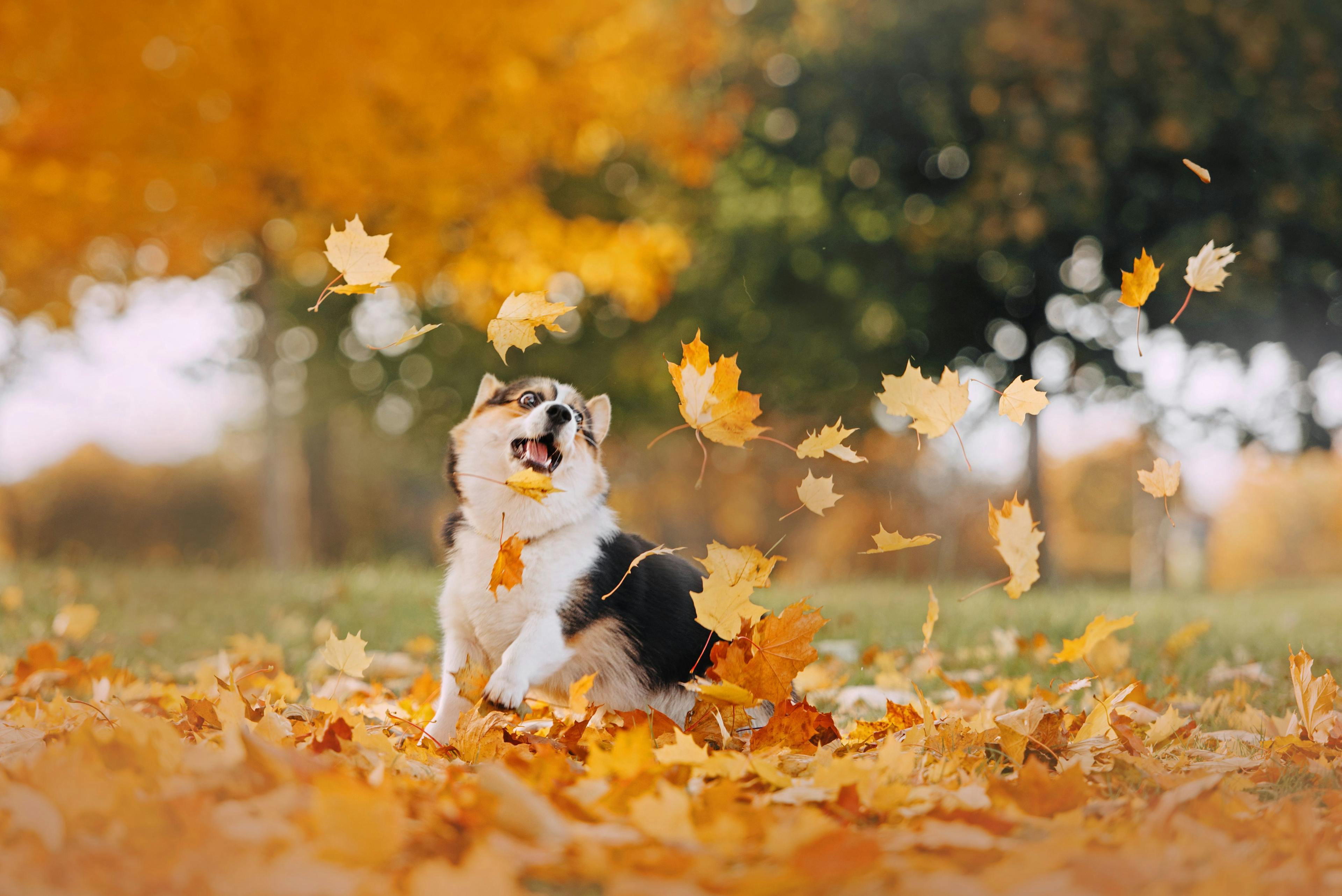 Dog jumping in pile of leaves