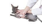 Anti-Nerve Growth Factor Antibody Improves Mobility in Cats with Degenerative Joint Disease