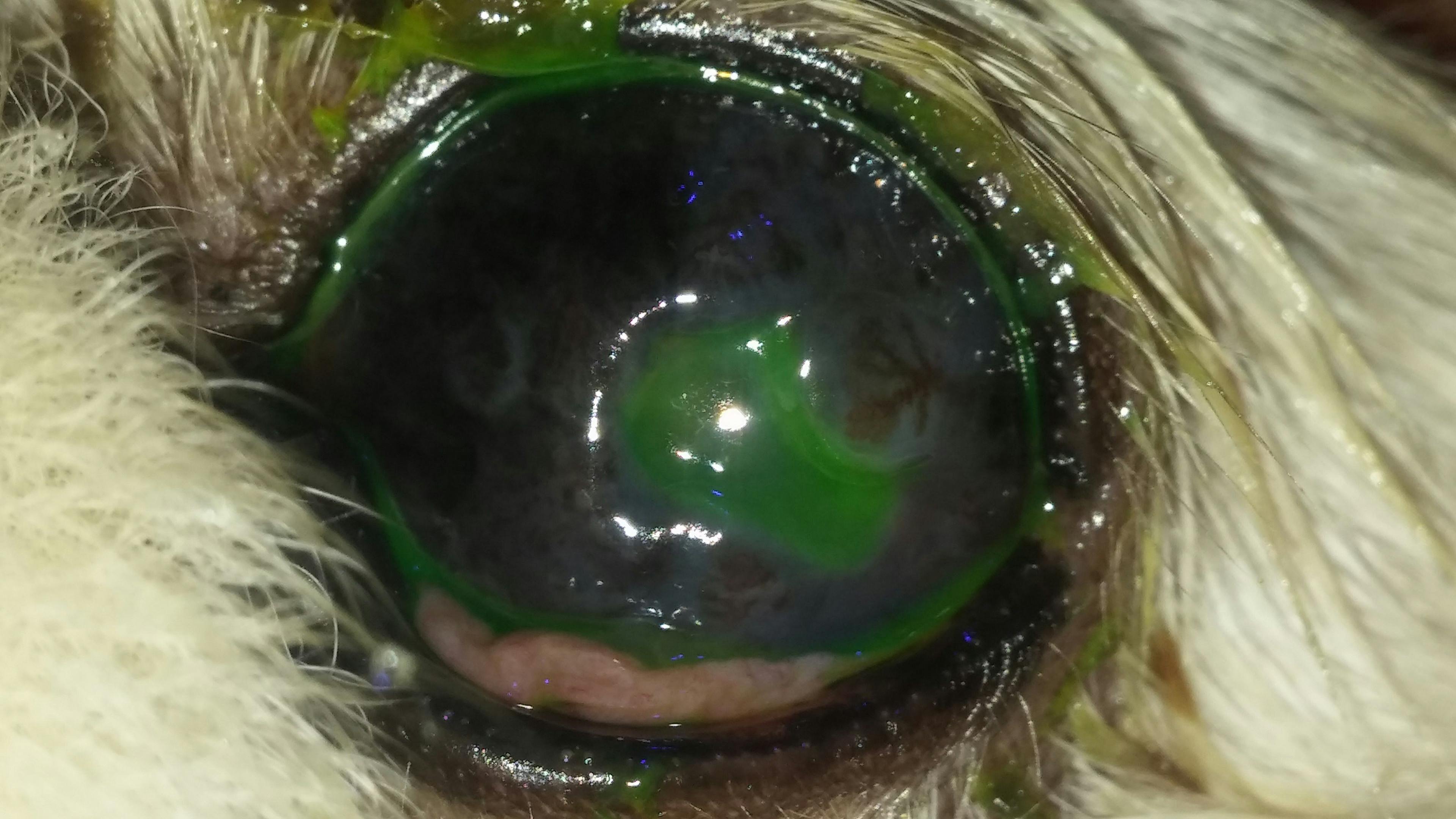 Figure 4. A corneal ulcer (stained by fluorescein) secondary to KCS. Note the extensive pigmentation of the cornea and its lackluster appearance, based on the dull reflection of the camera flash.