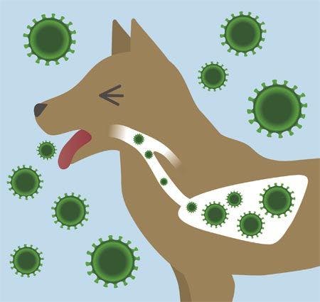 veterinary-dogs-respiratory-organ-and-virus-vector-illustration-450px-shutterstock-414687976.jpg