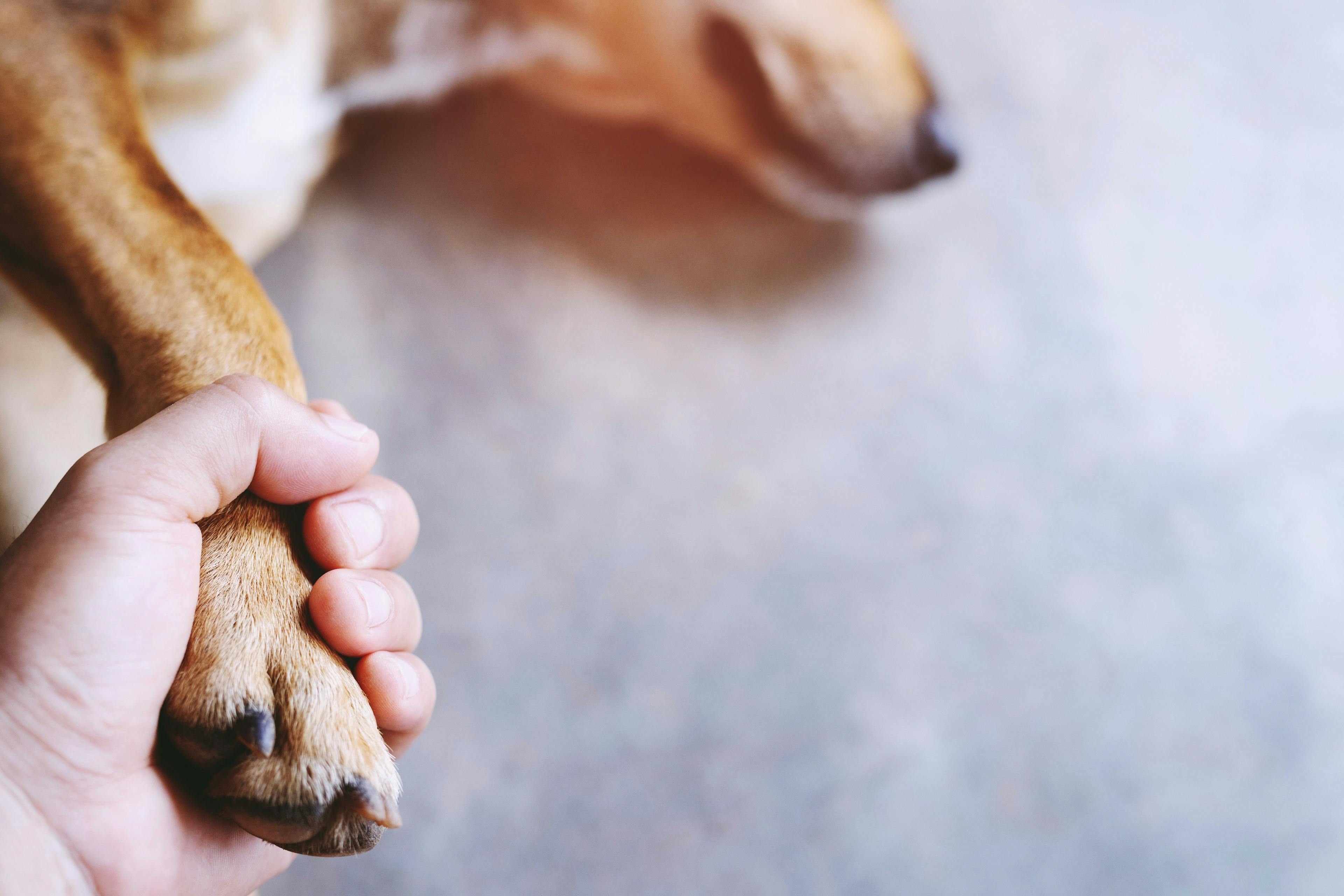 Disenfranchised grief: Why pet owners aren’t allowed to mourn