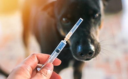 veterinary-bottle-and-syringe-dog-blurred-background-AdobeStock_219614201-450.jpg