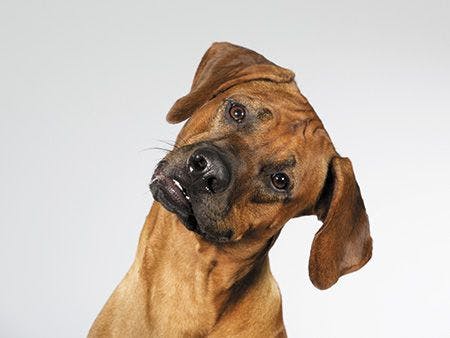 veterinary-cute-dog-is-tilting-head-funny-the-dog-breed-450px-shutterstock-490256413.jpg