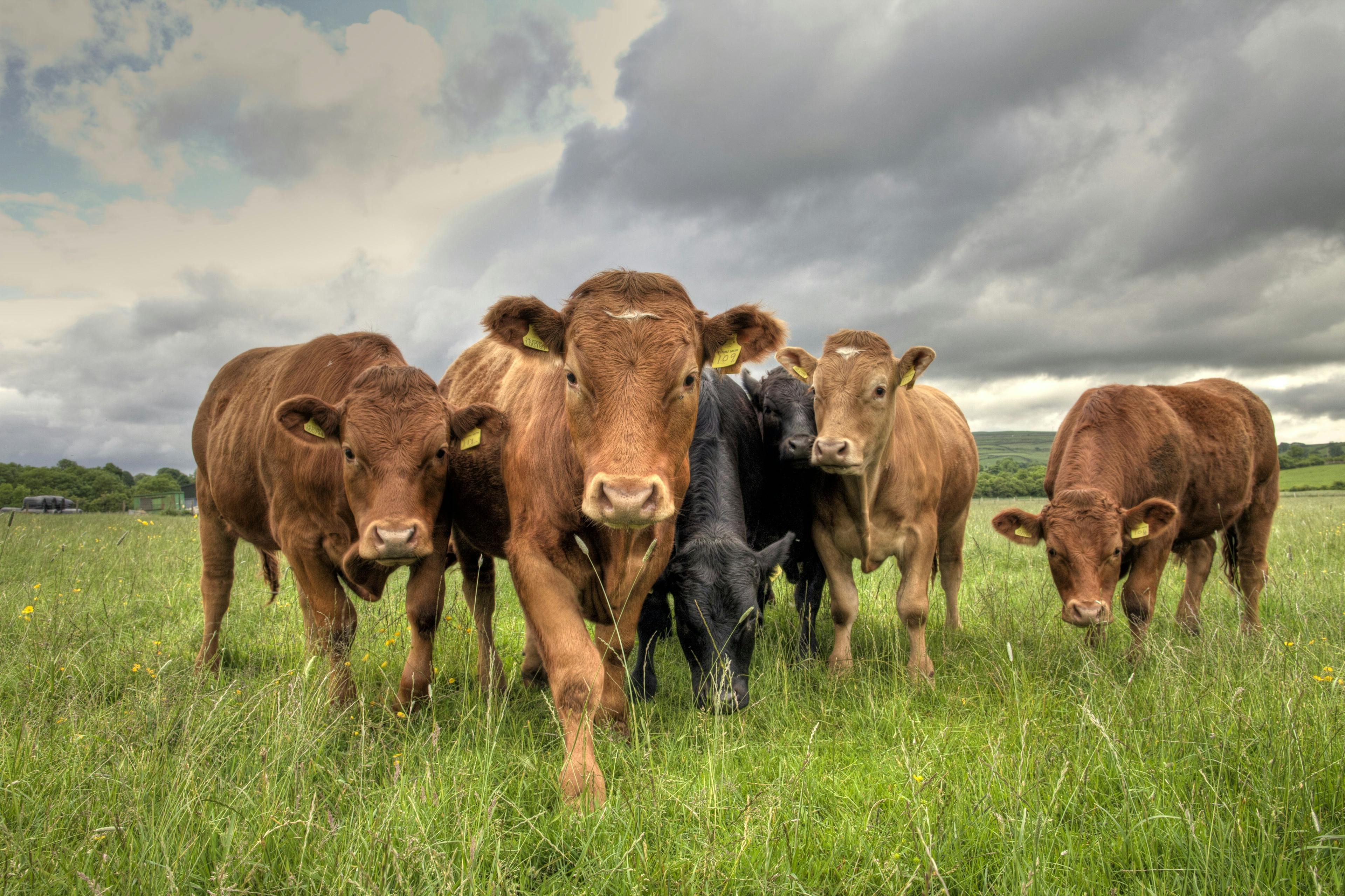 Anifera receives further investment for studies on adjunct therapy in bovine mastitis 