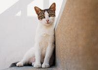 veterinary_cat_sit_stairs_79196224-722406-1384195723925.jpg