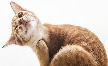 veterinary-closeup-portrait-of-cat-scratching-itself-AdobeStock_160410870-body.jpg