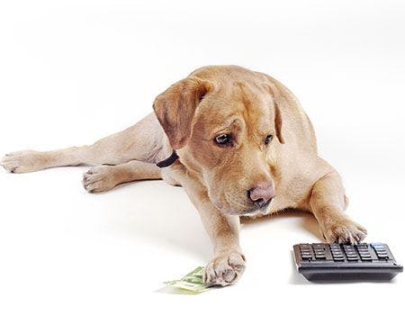 veterinary-dog-with_calculator-_22840490-450pix.jpg