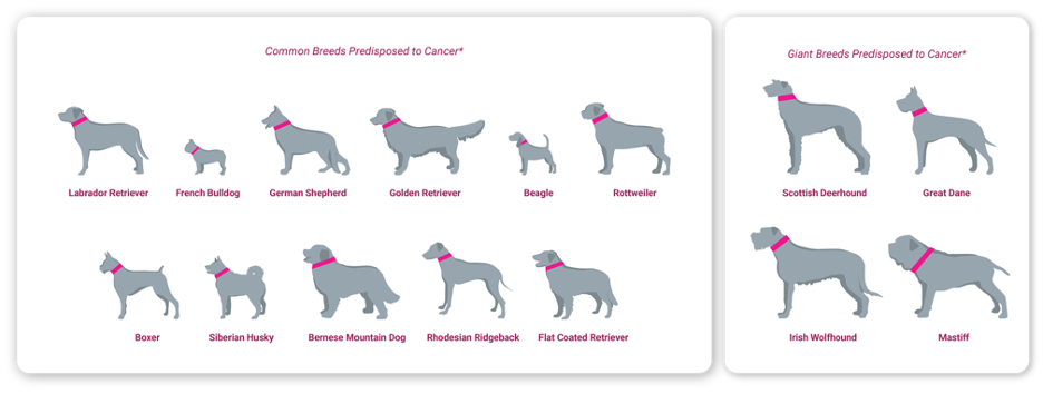Figure 1. Common Breeds Predisposed to Cancer
