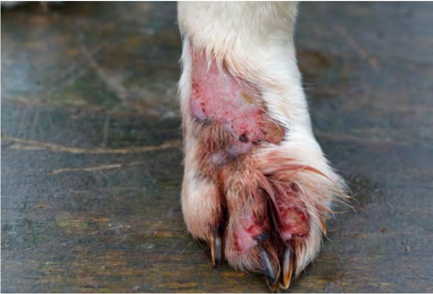 Atopic dermatitis is an allergic skin disease which is common in Golden retrievers.