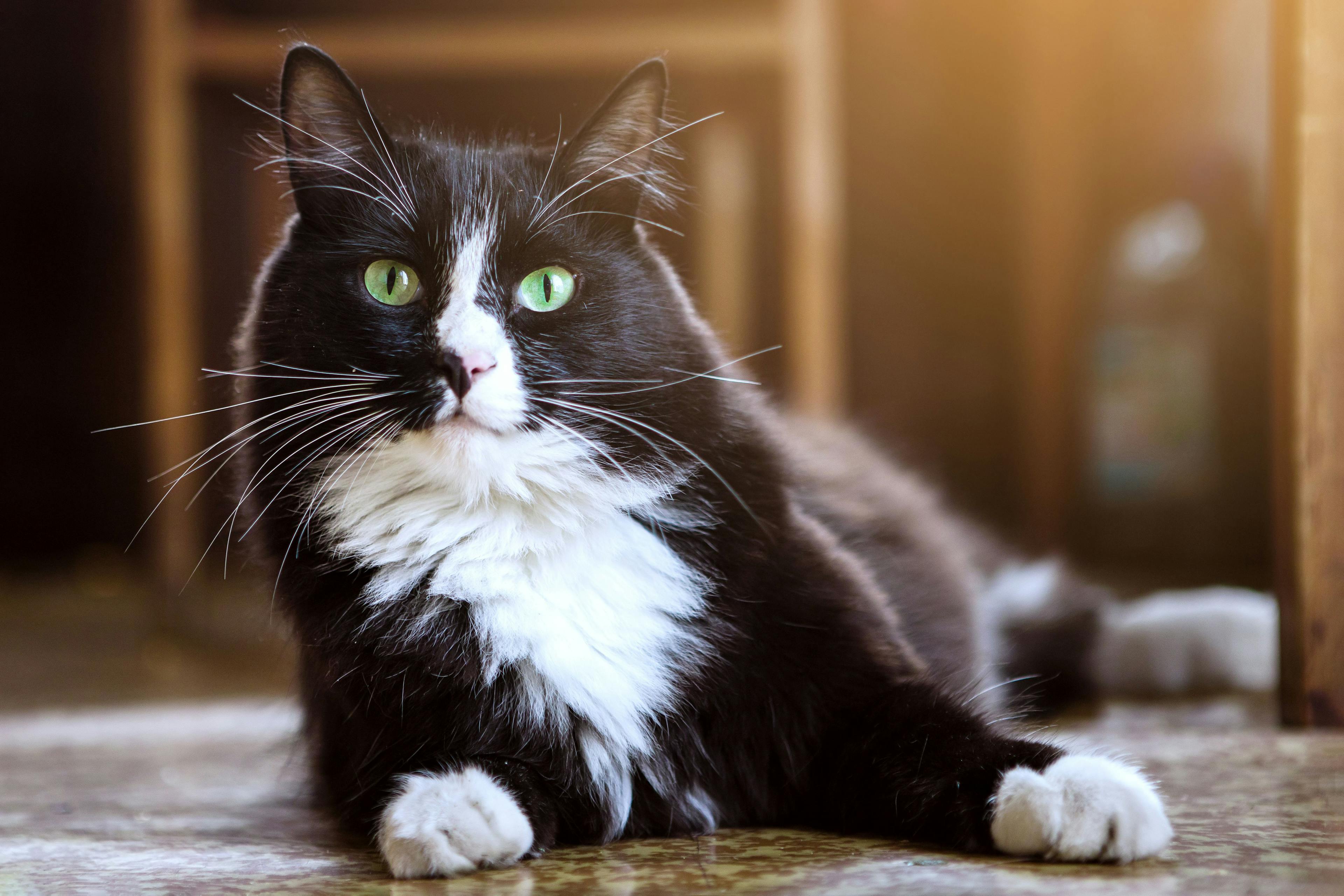 Genetic mutation could cause severe reactions from feline parasite preventatives