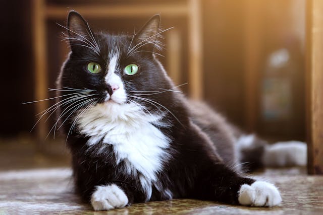Genetic mutation could cause severe reactions from feline parasite preventives
