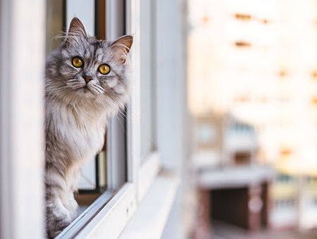 veterinary-cat-looking-out-window_AdobeStock_103565588-450.jpg