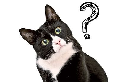 veterinary-cat-black-white-question-134878088_450.jpg