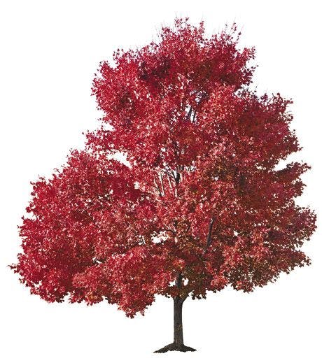 veterinary-tree-red-maple_460px_154903542.jpg