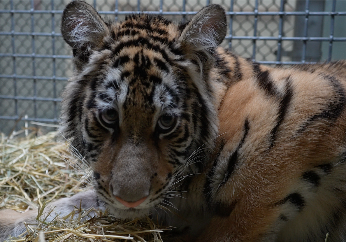 Tiger cub rescued from privately owned facility 