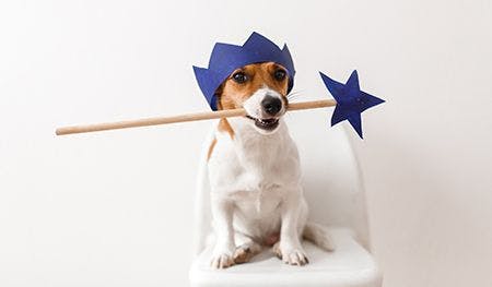 veterinary-dog-beagle-with-magic-wand-fairy-AdobeStock_96306879-450.jpg