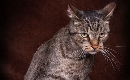 veterinary-cat-look-skeptical-shutterstock-195308828-450-1.jpg