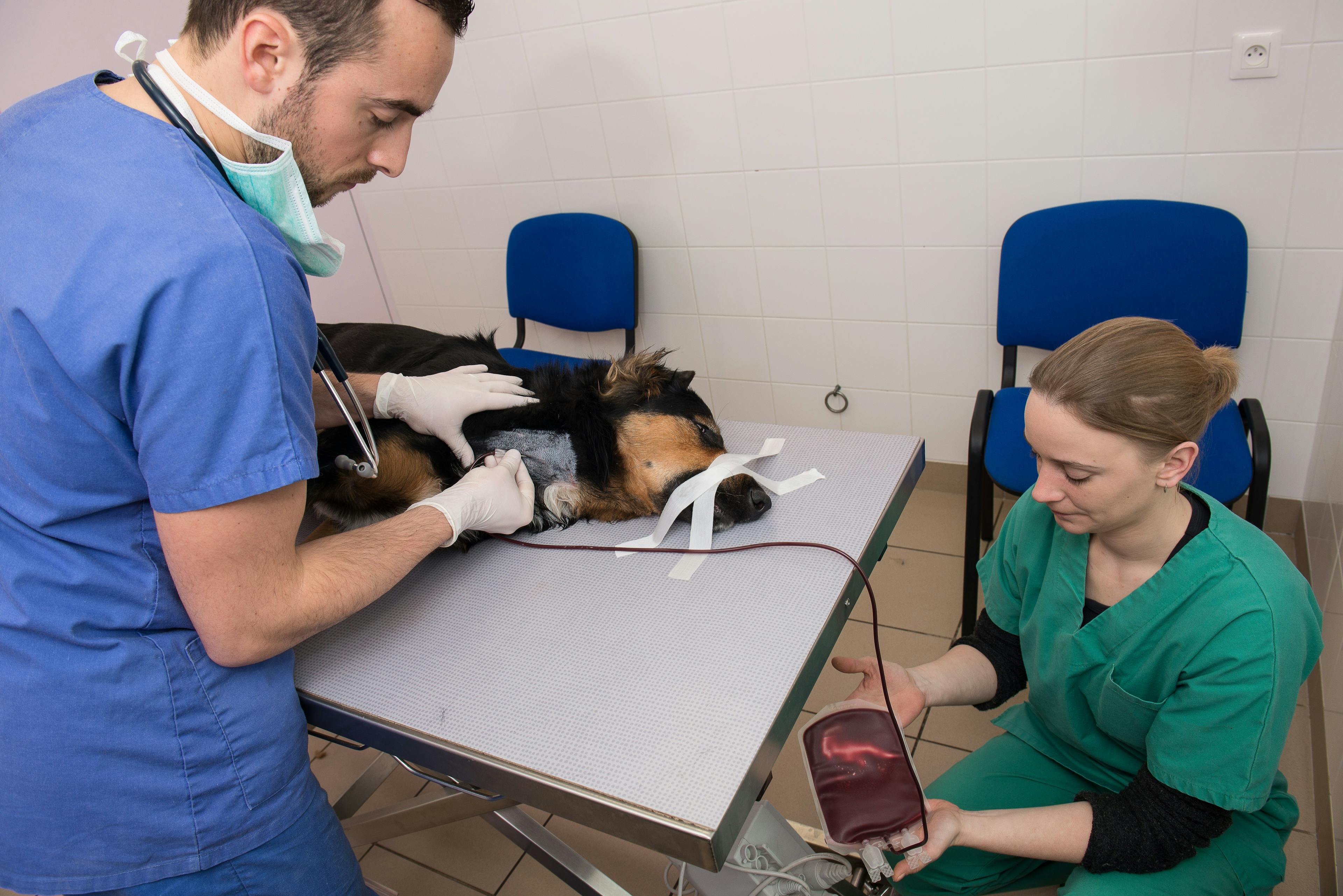 Veterinary blood banking