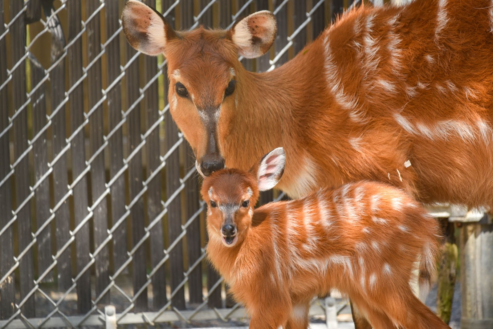 Antelope calf born at Maryland Zoo 