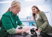 veterinary-vet-tech-client-cat-exam-communication-159615206-823643-1404217329969.jpg