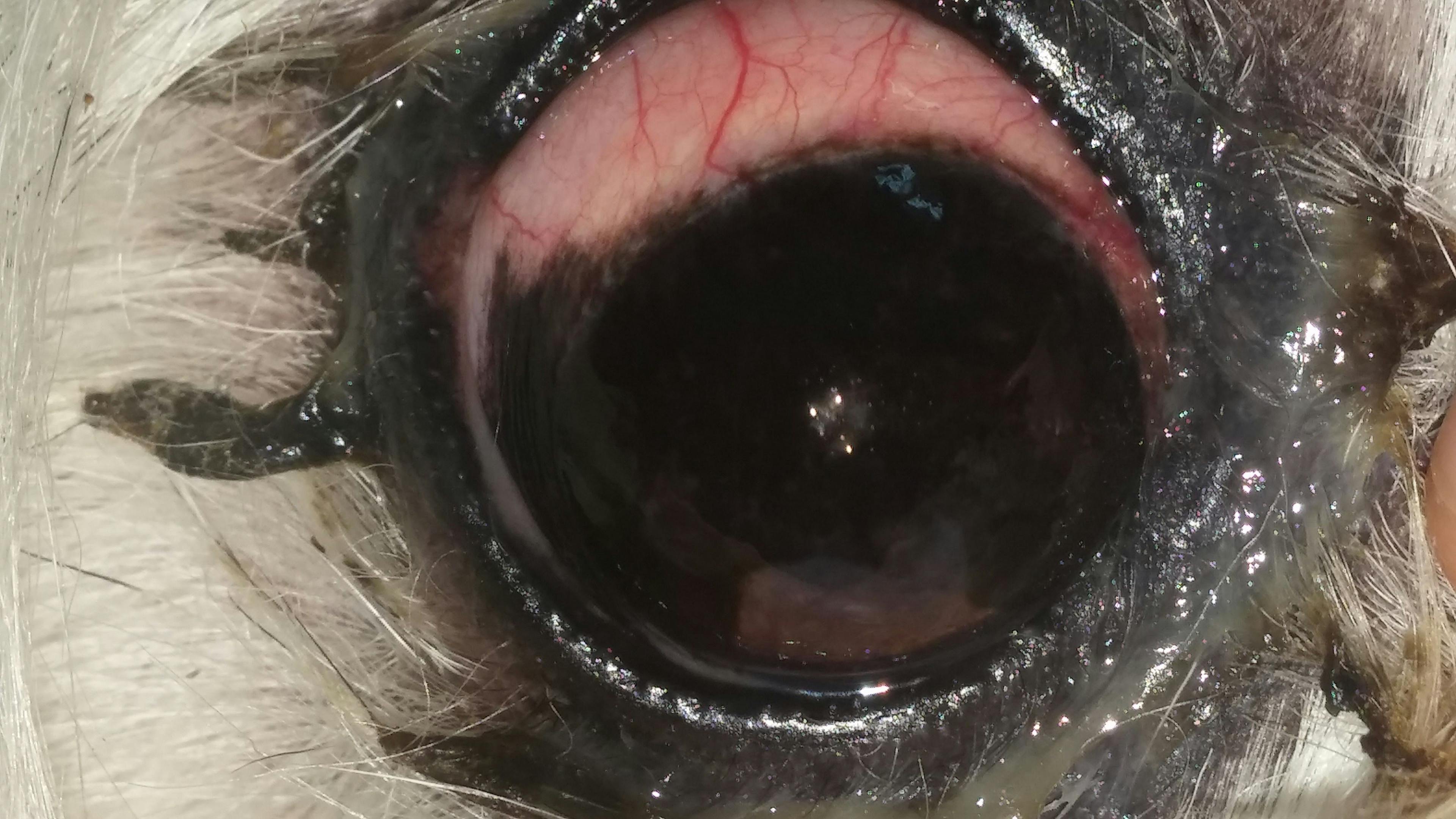 Figure 6. The cornea of this dog is not transparent, which is a consequence of severe pigmentation due to chronic keratoconjunctivitis sicca (dry eye).