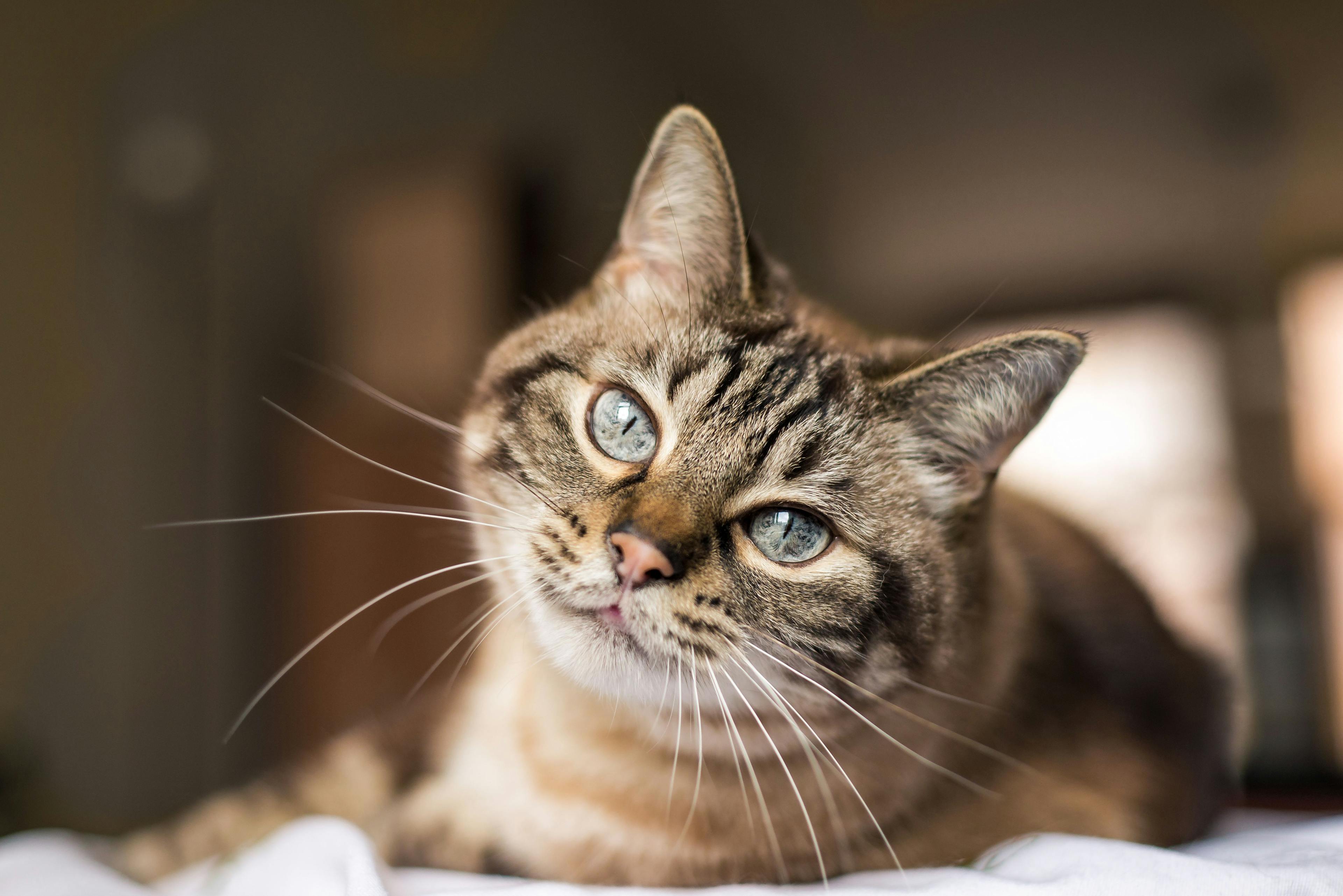 Morris Animal Foundation to fund for alternative feline sterilization method research