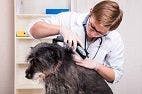 Effectiveness of Fluralaner and Afoxolaner Against Flea Infestations in Dogs